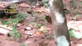 可怜的小猴子被变态坏猴子狂虐暴打，还差点丢了小命想逃跑都难！