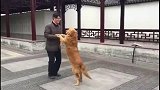 金毛：大妈，快放开我爸爸，让我来！