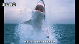 大白鲨明明不喜欢人类，为什么被鲨鱼袭击的人，却一个都活不下来