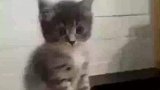 这么有礼貌的小猫咪，你爱了吗
