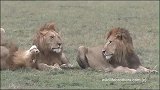 诺迟父子6头雄狮早期视频—羽翼已丰到了搞事情的时候了