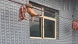 橘猫：糟了，下不来了，来人啊快救驾