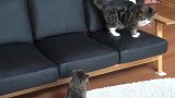 看这猫咪奶凶奶凶的眼神，你也太霸道了，咋不让人家上来呢