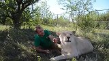 我养只猫都养不好，看别人把狮子养得这么听话，只有羡慕妒忌恨啊