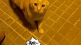 猫：糟老头子坏得很，明人不说暗话，有本事出来单挑