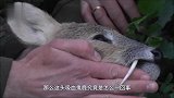全球珍惜的麝香鹿，长着恐怖獠牙却只为求爱，竟还是这国国宝！