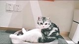猫咪实力演绎地主家的傻儿子！