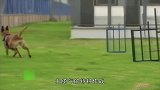 狗生不易，当个军犬上班也就算了，还要被强迫做这么吓人的事