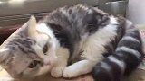主人把短腿猫咪一天的生活做成纪录片，吃饭睡觉打架卖萌全纪录