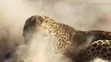 非洲猎豹捕杀疣猪，仅用3秒脖子瞬间被咬断，镜头记录惨烈过程