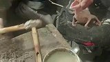 哪有你这样喂鱼鹰的，知道它的脖子多脆弱吗