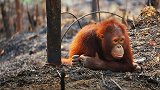 扎心！红毛猩猩逃过印尼森林火灾 躲在河边一脸忧郁