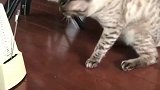 就这个玩意，把我家猫整自闭了！