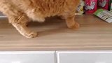 猫：我来看看这里有没小鱼干！