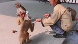 猴子急了。
