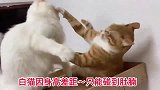 两只公猫争地盘，白猫手短被橘猫拳拳捶头，打最萌的架