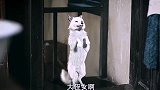 看吧，狐狸都知道求人办事要带礼上门