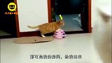狗：大肥猫，又被卡住了吗，你不是有缩骨功吗？