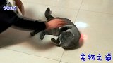 主人把胖公猫养成了狗狗，让做什么就做什么，主人在一旁乐翻了
