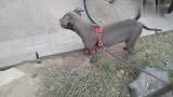 比特犬在草地玩看见一只八哥鸟，它扑上去吓得八哥大叫