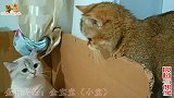 小奶猫看到产房外有只狗脸猫，猫妈：别怕，这是妈请来的辟邪神兽