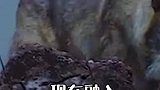 为什么要训练狗