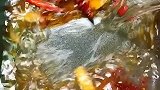学废这道家庭版烤鱼，以后不用去外面吃烤鱼了