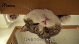 猫咪觉得自己是小企鹅，每天用双脚站立，怎么劝都没用