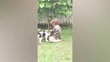 小男孩和狗狗争抢玩，一不小心被狗狗给推倒了，太搞笑了！