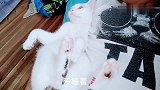 猫咪躺在主人怀里，悠哉悠哉的，小尾巴貌似装了马达似的如同风扇