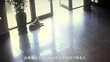 狗与主人走失，自己跑派出所