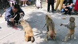 猴子学跳舞