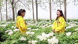 小晴用废弃瓶子做了小猫花盆，放上牡丹花真好看，超级实用