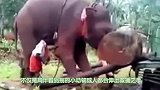 男子溺水呼救，大象化身正义使者赶去救人，满满都是爱