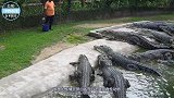 鳄鱼想要捕食小野猪，却遭到野猪父母的强势反击，镜头拍下全过程