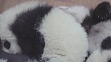 熊猫：昨天冬至，你们是吃汤圆饺子还是喝羊肉汤呀