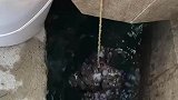 老祖宗传下来的捕虾方法，半小时钓到上千斤