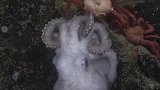 为孩子奉献一生的动物。
