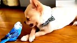小鹦鹉和狗狗斗嘴，真怕小狗一个不小心将鹦鹉含进嘴里