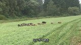 野猪大肆破坏生态，老外发明弹簧神器，野猪还没反应过来就被套住
