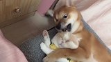 你以为猫狗相处是这样的..vlog日常 萌宠