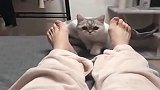 猫咪太可爱了，这是在跳舞吗？真性感！