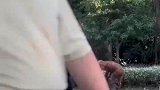 大爷用轮胎“花式遛狗”狗狗要不我还是去马戏团吧
