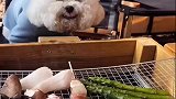 干饭狗看见肉肉就特高兴