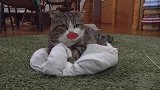 窝在地毯上的猫咪，这嘴里是叼着花吗好滑稽的画面啊！