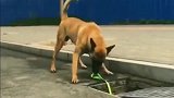 万物皆有灵，马犬找绳子救被困在下水道的同伴，好聪明
