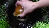 一个神奇的小水坑，舀干水后会自己补充，下面有泉眼吗