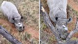 南非一头黑犀牛围堵树上的动物保护人员 呼哧呼哧喘着粗气