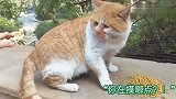 大橘猫：还让不让我吃，要不是看在猫粮的份上，我早就让你破相了