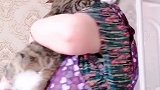猫：谁还不是个宝宝，我也有奶奶抱！